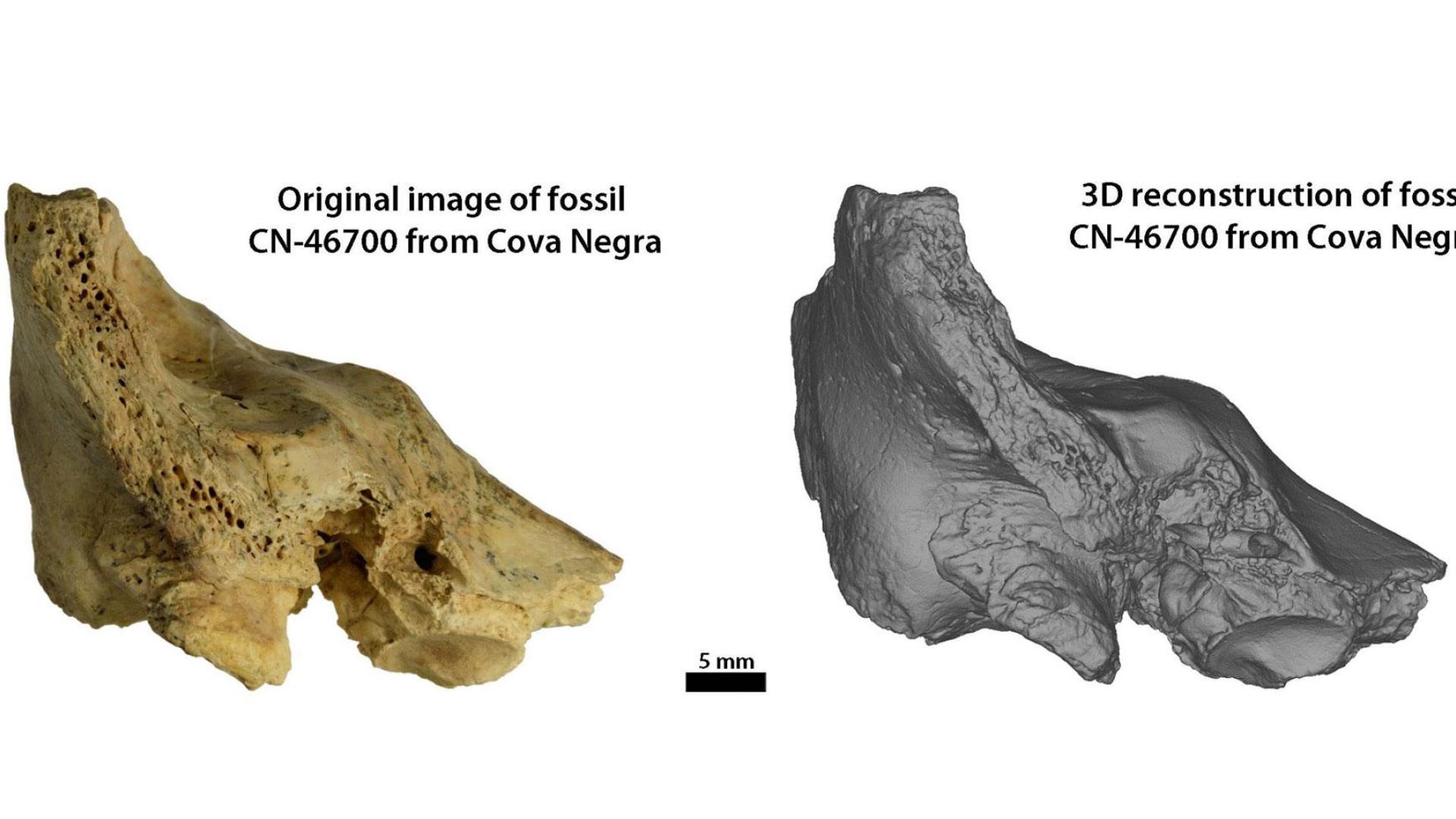 Figura 1: Hueso temporal fósil original y reconstrucción 3D del fósil CN-46700 de Cova Negra en vista anterior. El hallazgo en España de los restos de una niña con síndrome de Down ha despejado las dudas: tenía seis años y fue cuidada con amor y compasión