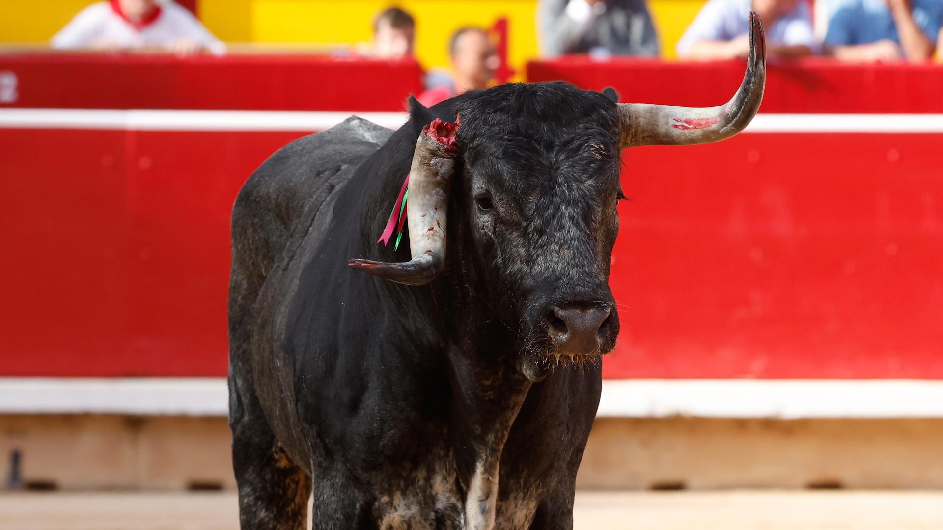 Tahonero tras romperse el asta contra el burladero