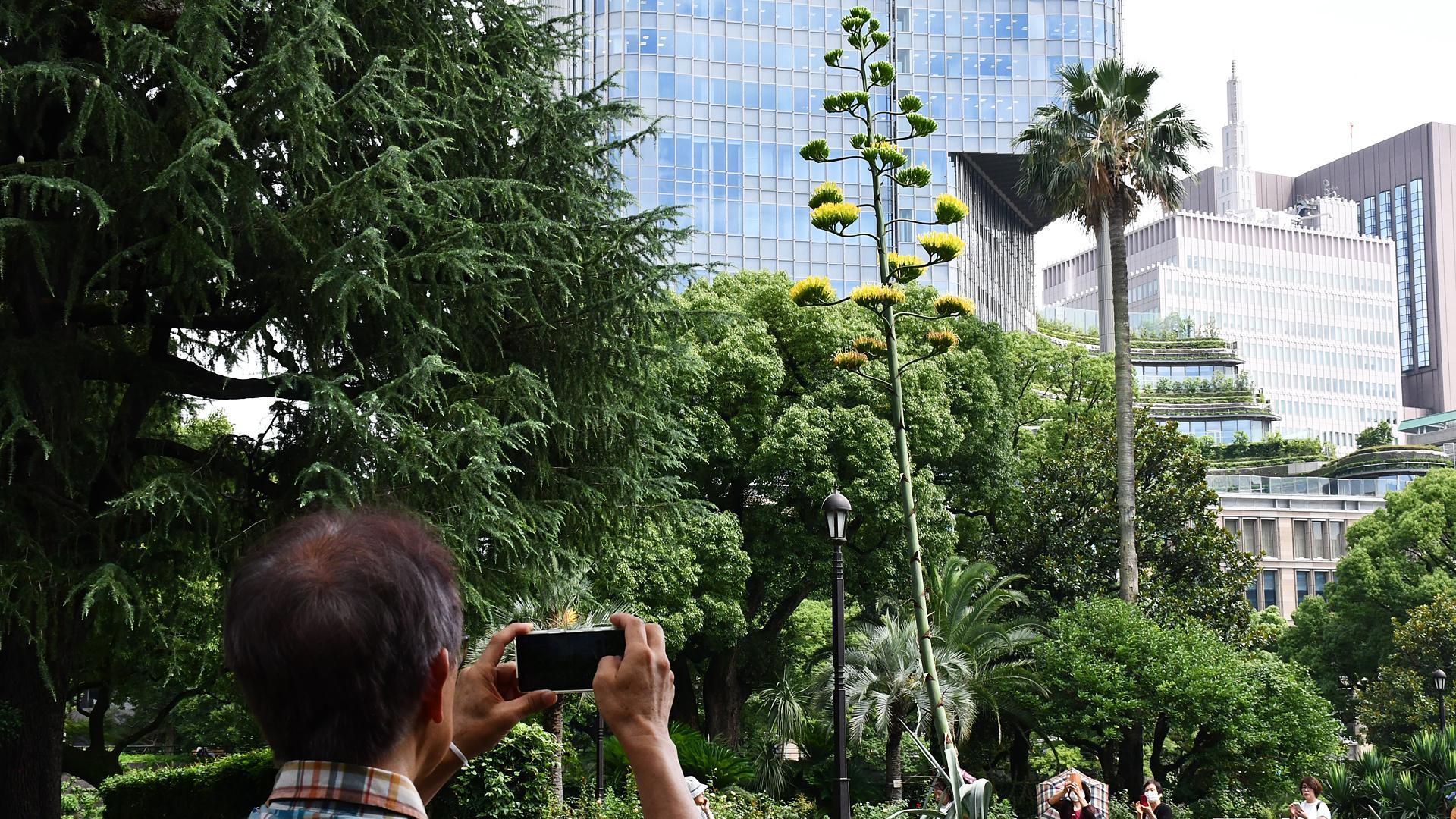 Un turista fotografía la planta del agave amarillo en el parque de Tokio