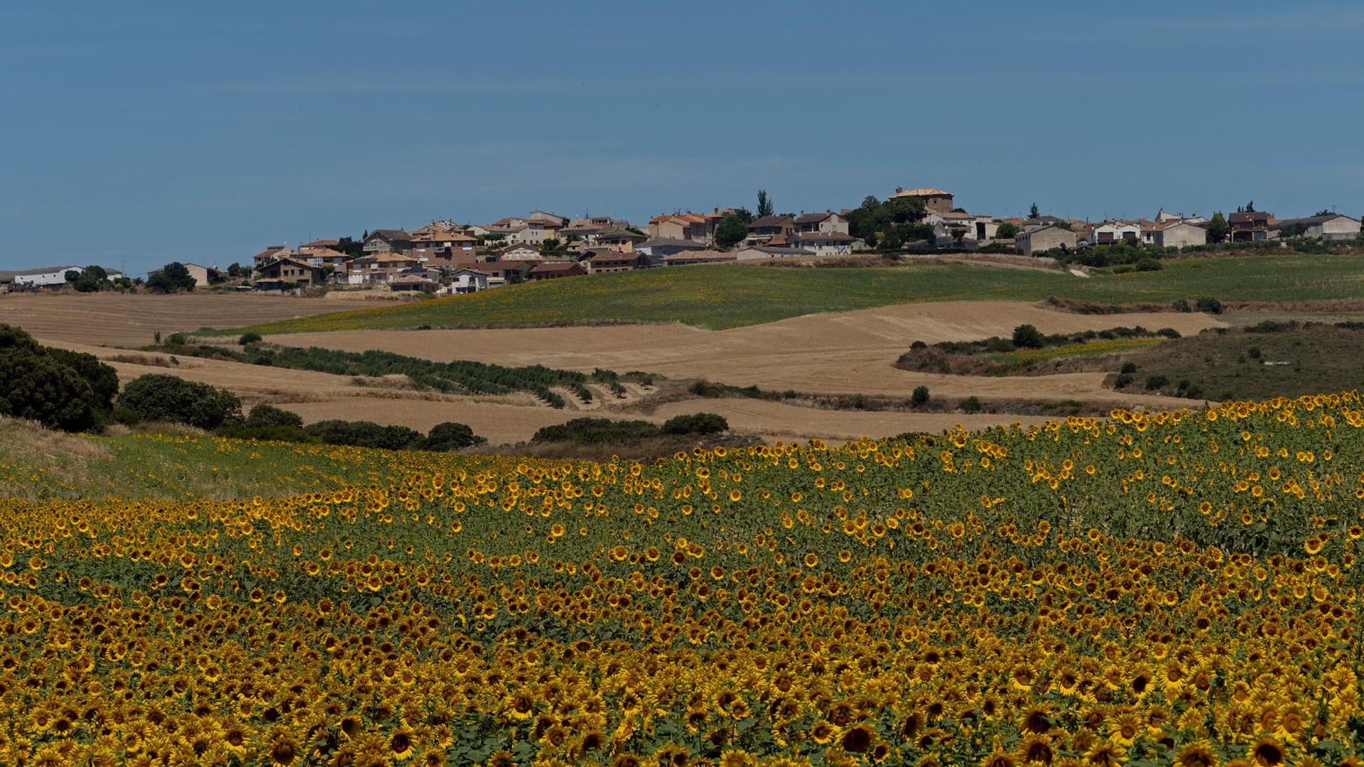 Campos de girasol en Oteiza de la Solana en este mes de julio.
