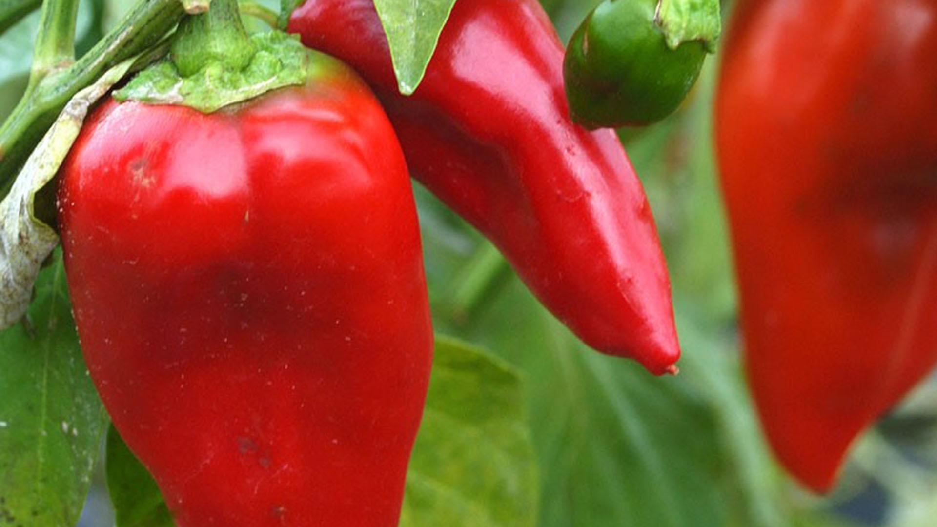 Pimientos del piquillo