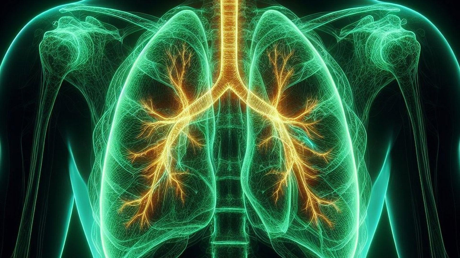 Una ilustración de los pulmones de un cuerpo humano