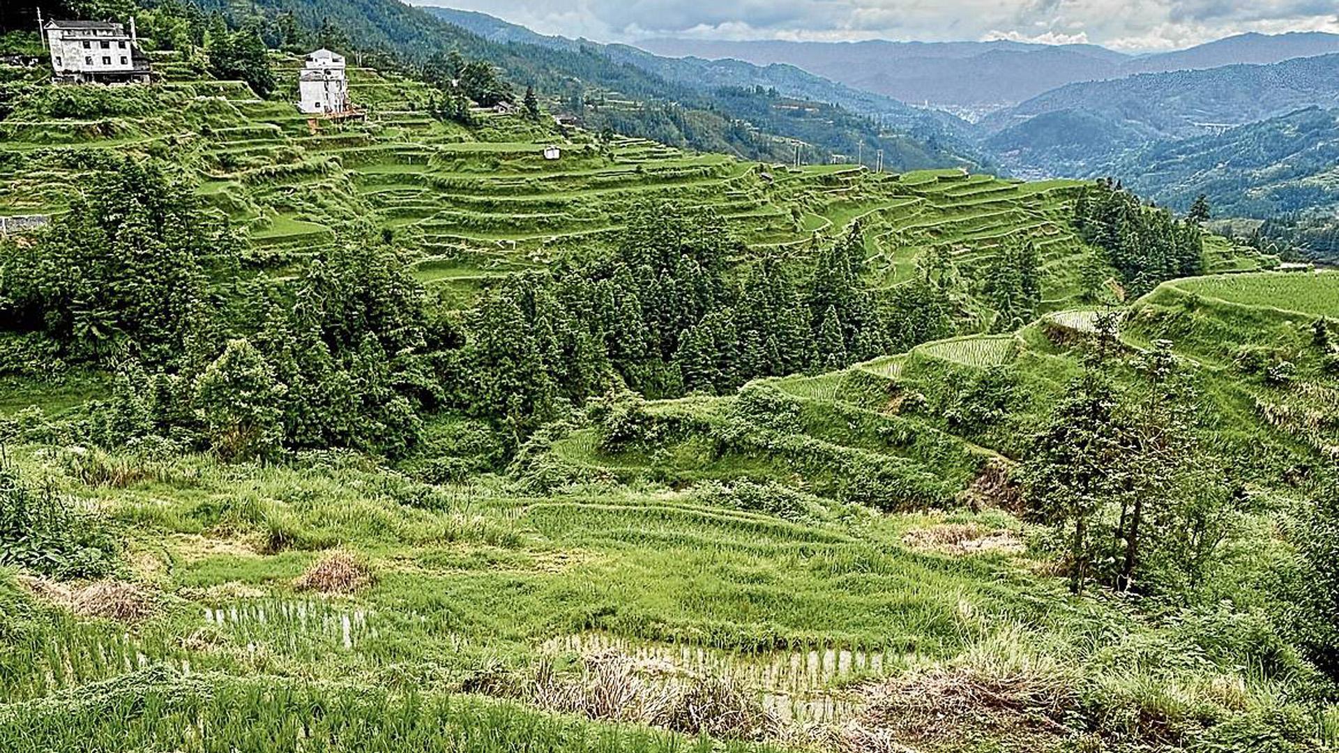 Los arrozales, verdes e infinitos