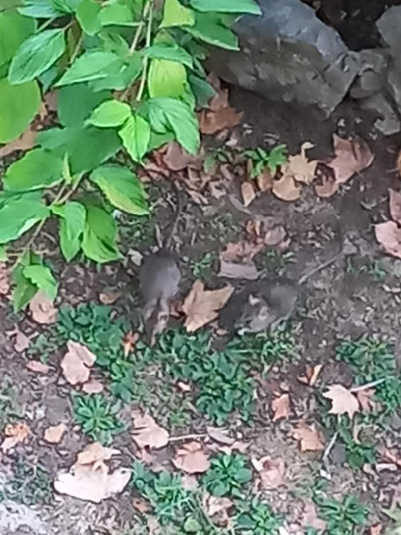 La imagen, captada este mismo fin de semana, se localiza junto al estanque, en una zona muy transitada donde acuden numerosos menores al reclamo de los patos