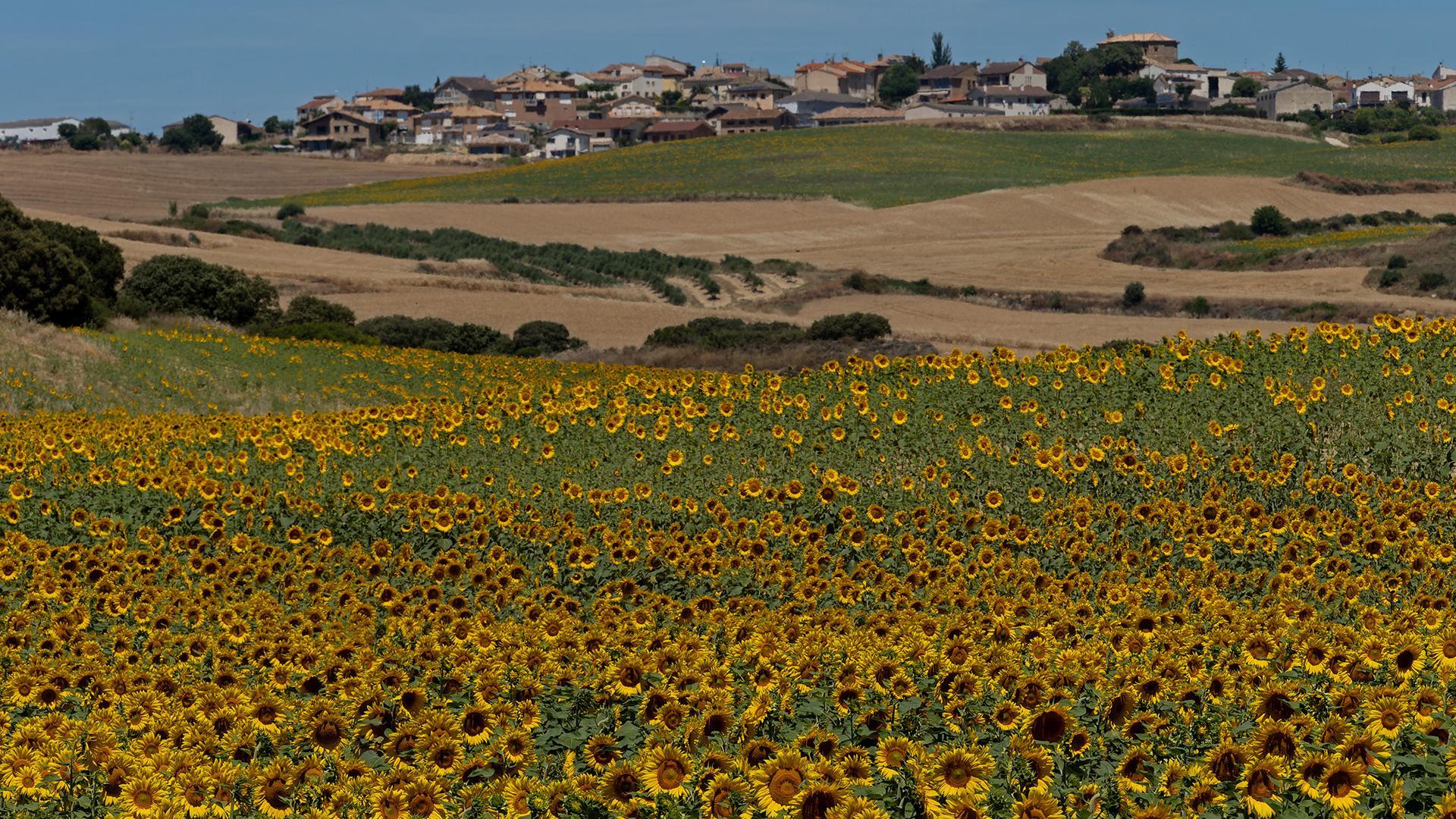 Campo de girasoles; al fondo, Oteiza de la Solana