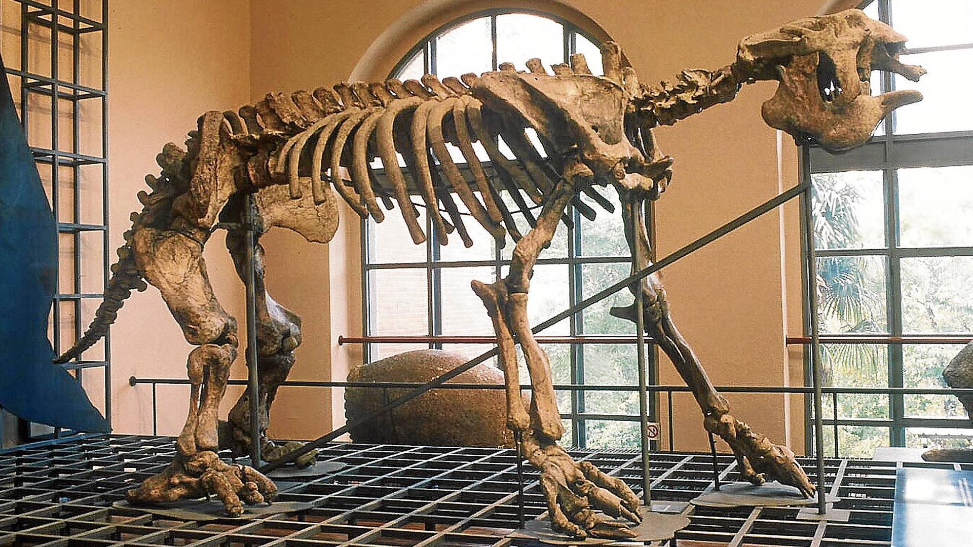 El megaterio fue el primer vertebrado fósil de la historia que se montaba en la posición que tenía en vida para su exhibición