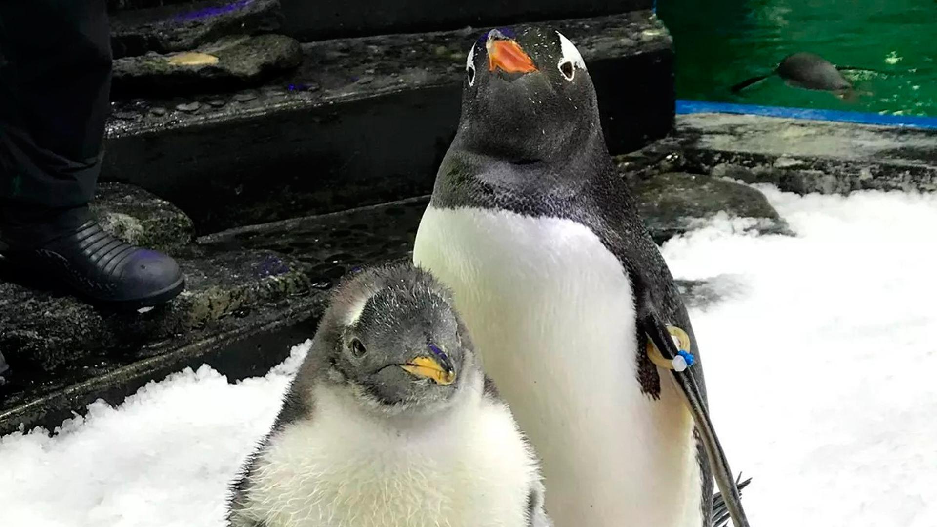 Muere Sphen, el famoso pingüino gay australiano que incubó una cría con su pareja Magic