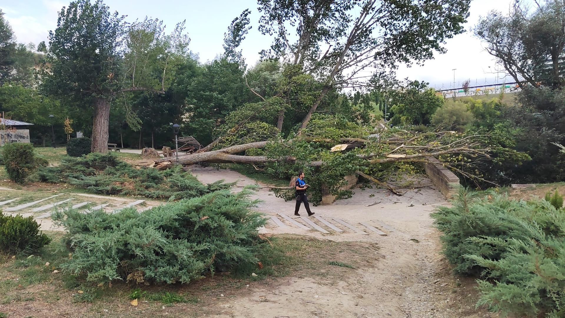 Un agente de la Policía Local de Burlada junto al árbol de grandes dimensiones caído sobre el puente viejo de la localidad