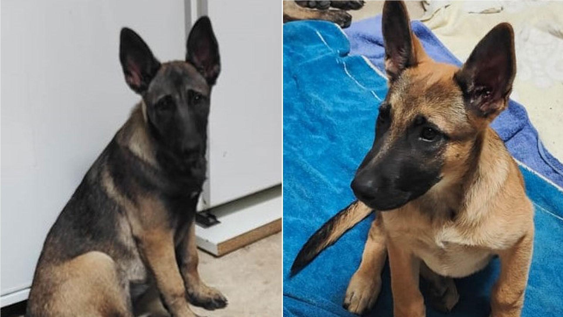 Imágenes de los dos cachorros encontrados en Puente la Reina