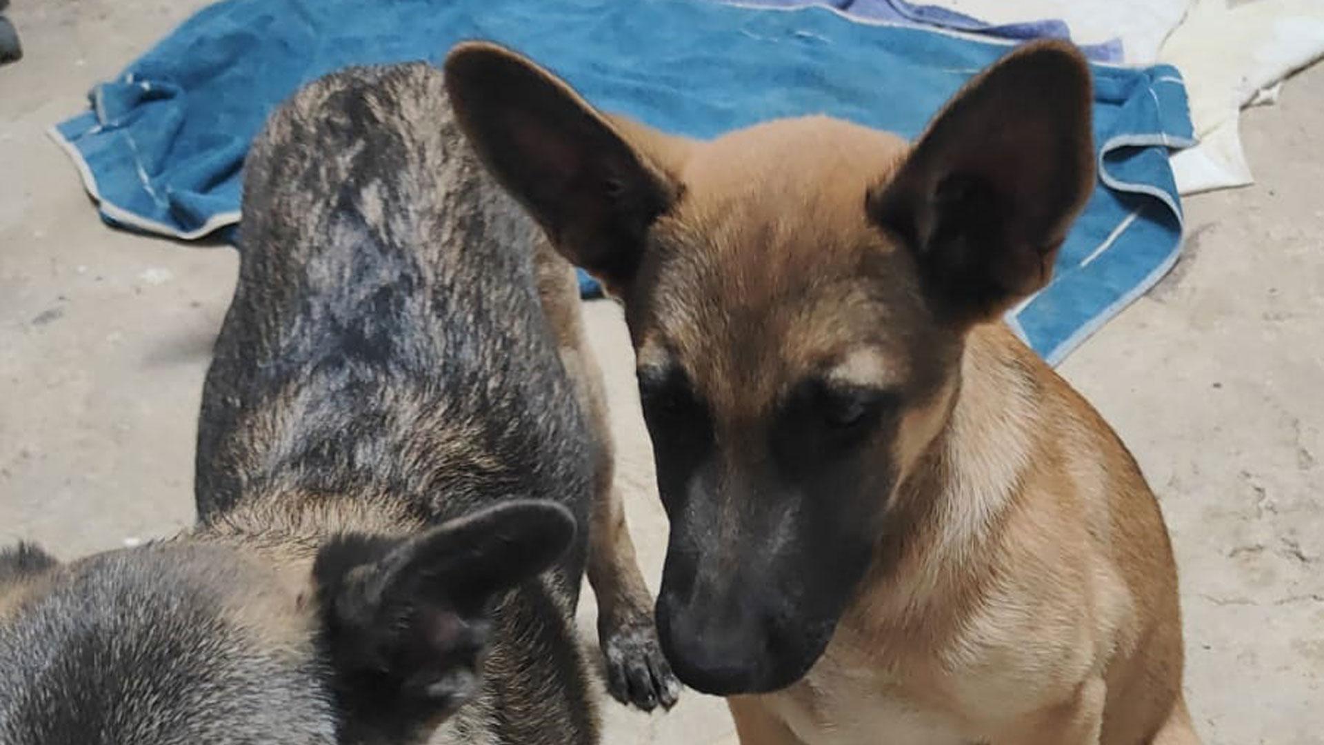 Los perros localizadaos encontrados en Puente la Reina son cachorros y se encuentran en buen estado de salud