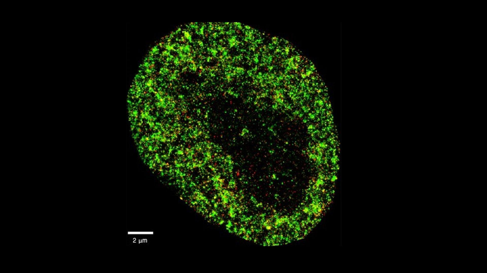 Imagen de altísima resolución de una célula cancerosa HeLa. La imagen utiliza dos colores para mostrar componentes nucleares que permiten ver estructuras detalladas dentro del núcleo celular con una resolución nanométrica