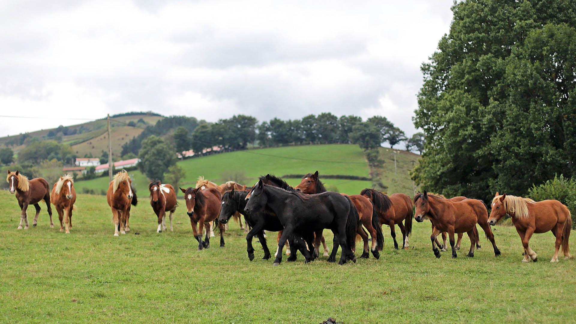 Varios equinos  trotan en libertad en una pradera en Santesteban