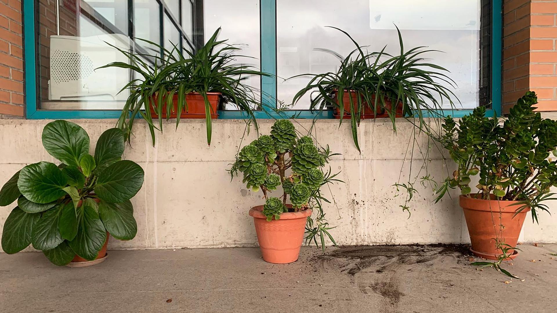 Macetas con plantas ante un escaparate