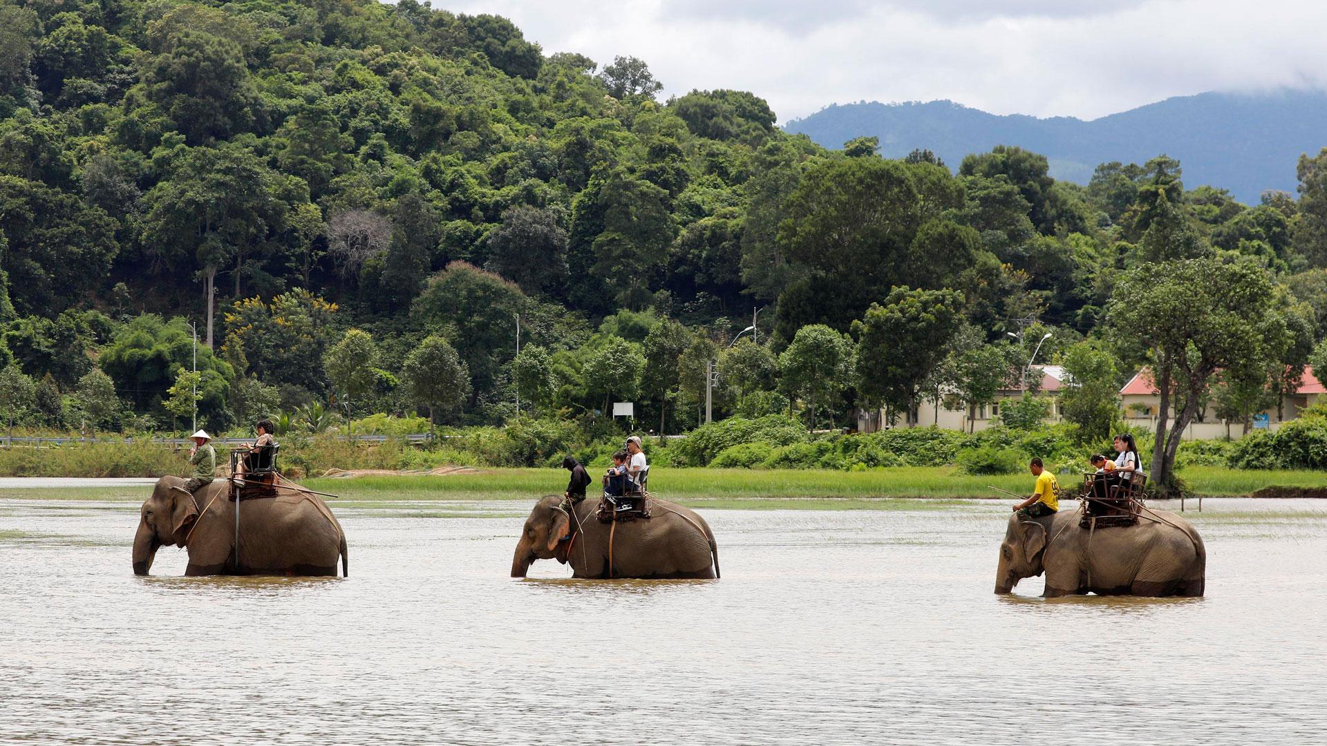Turistas montados sobre elefantes cruzan el lago Lak, en Vietnam