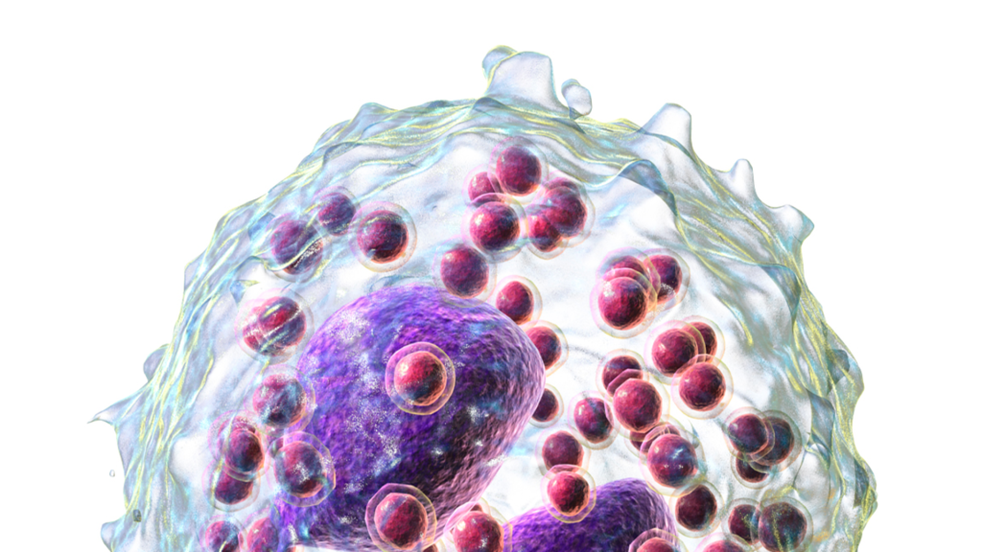 Representación artística de un eosinófilo.