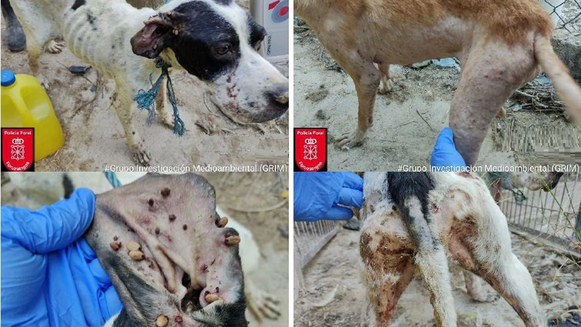 Algunos de los animales rescatados en Lodosa
