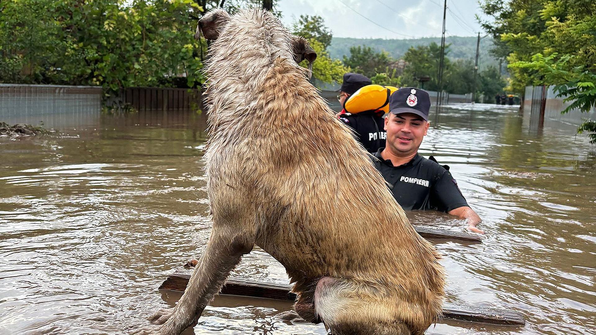 Los equipos de emergencia transportan a un perro sobre una puerta de madera en la localidad de Cudalbi, inundada tras las lluvias del temporal 'Boris'