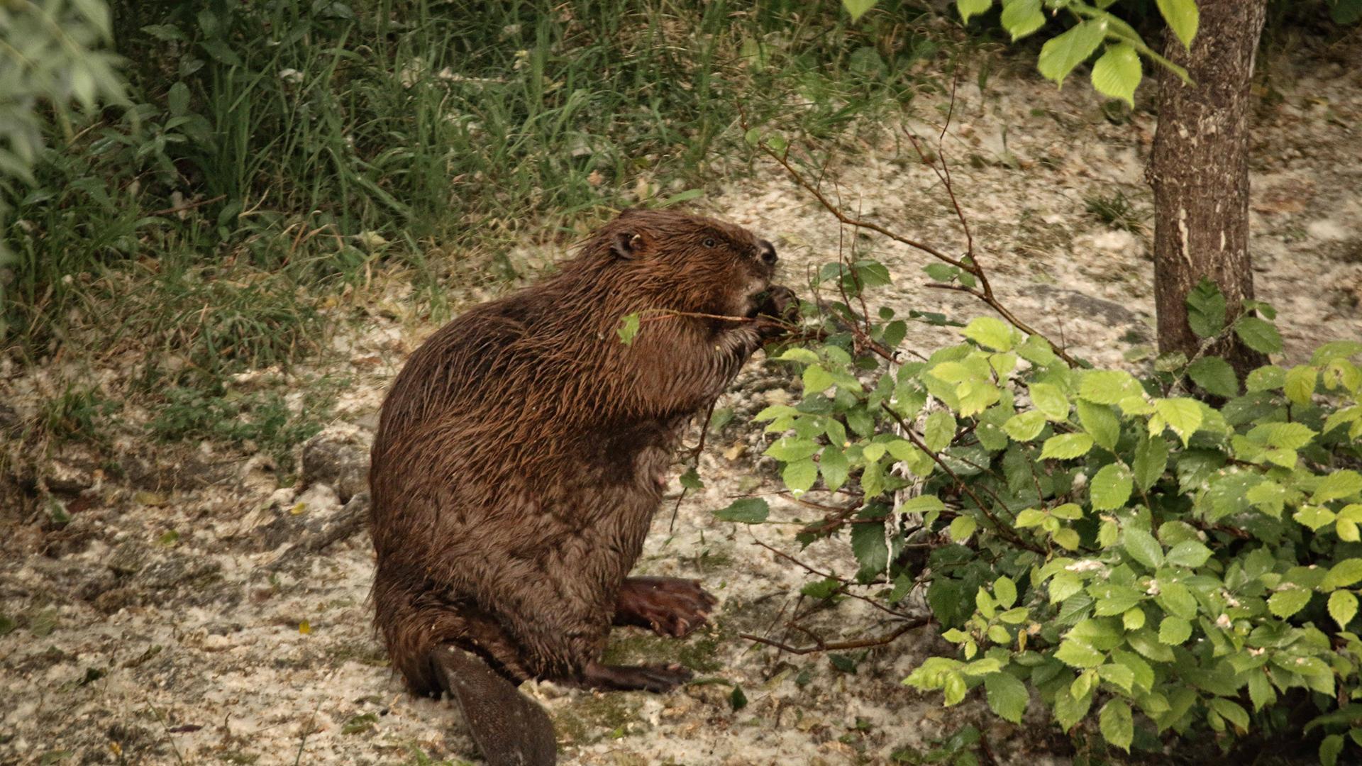 Imagen de un castor captada por un técnico de Mancomunidad en el parque fluvial del Arga