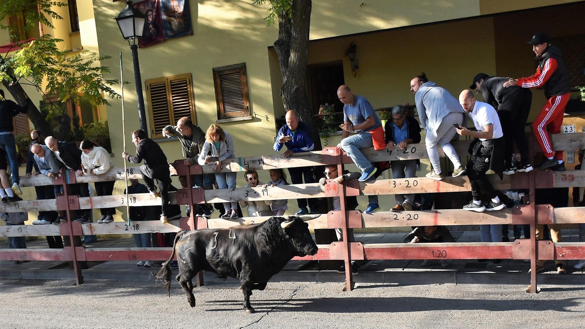 Herido grave un hombre al ser corneado varias veces en el pierna en el último encierro en Villaviciosa
