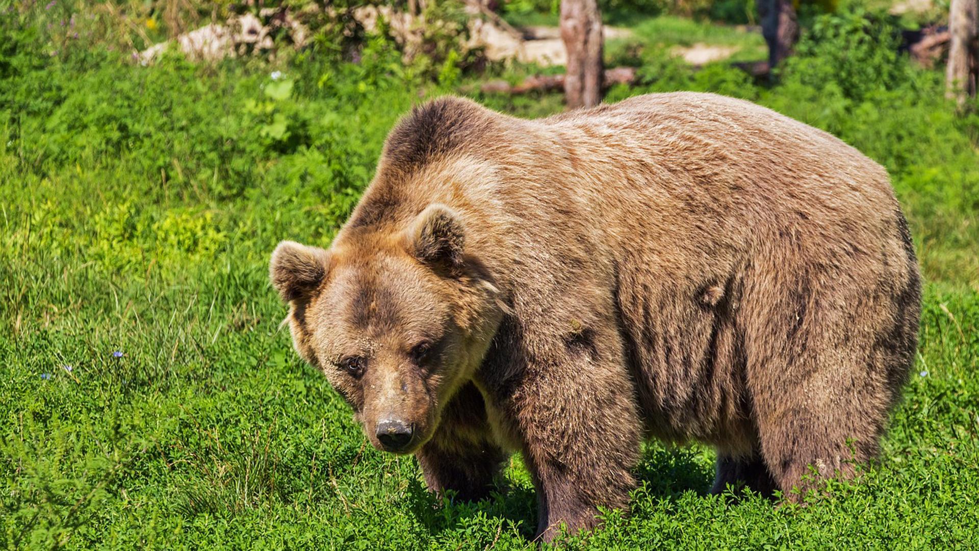 Imagen de archivo de un oso pardo