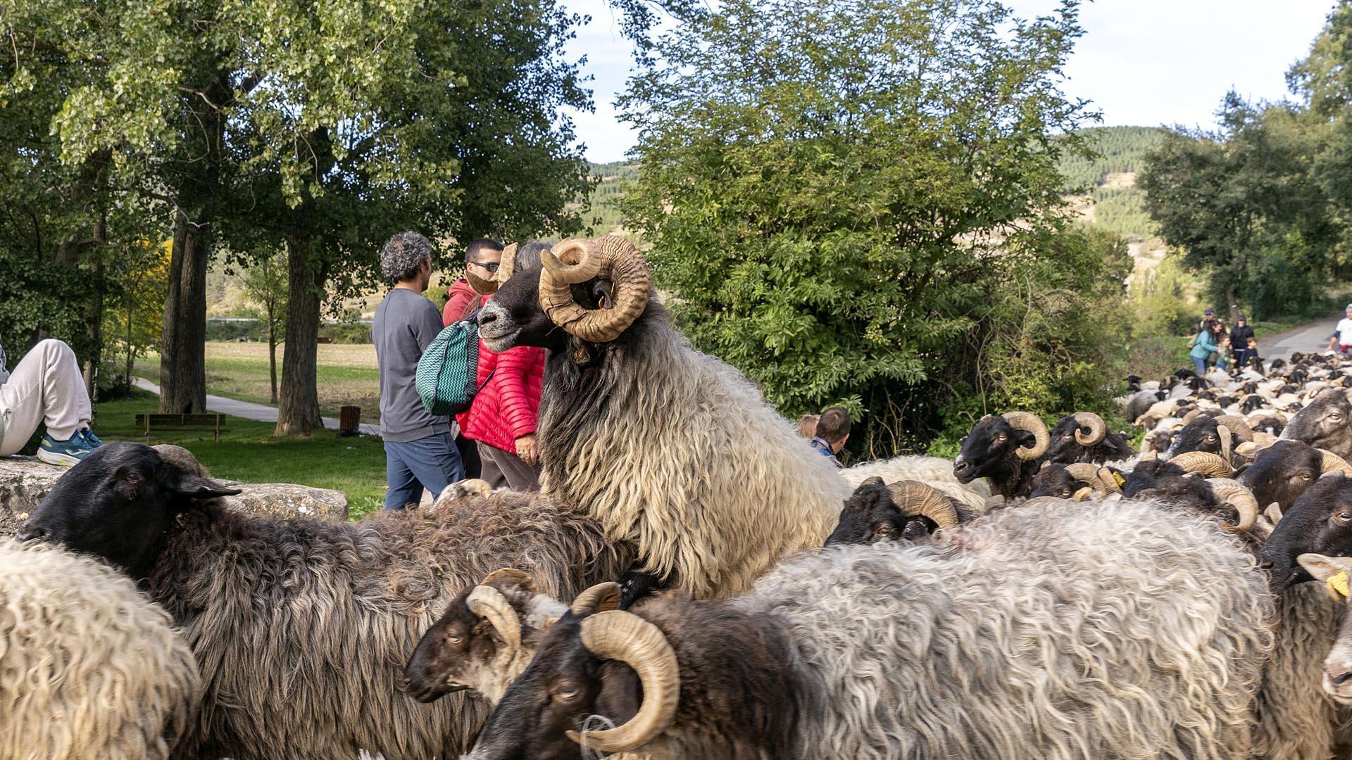 Llegada de ovejas en el Monte San Cristóbal