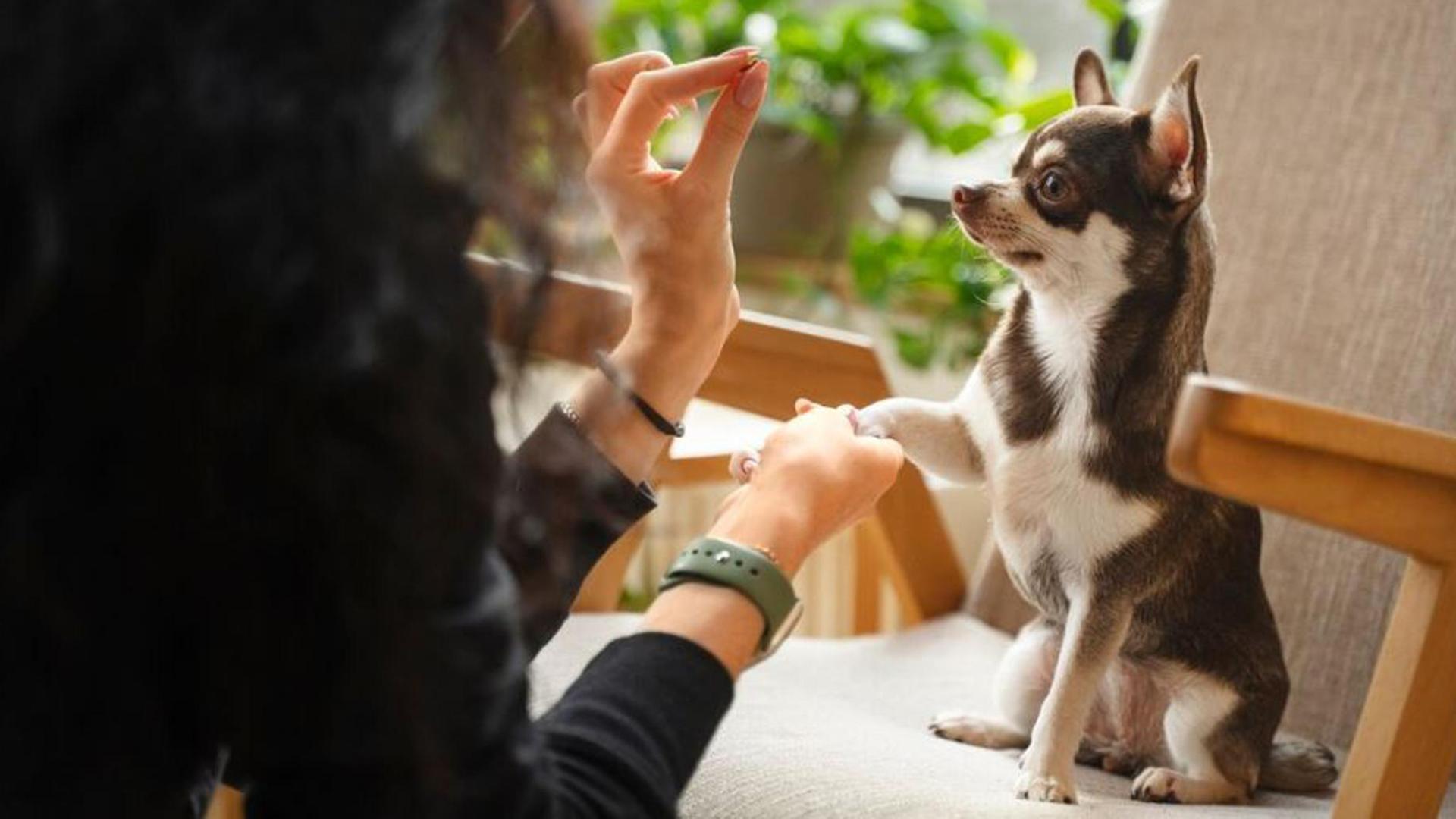 Alimentos comunes pueden ser daniños para tu perro