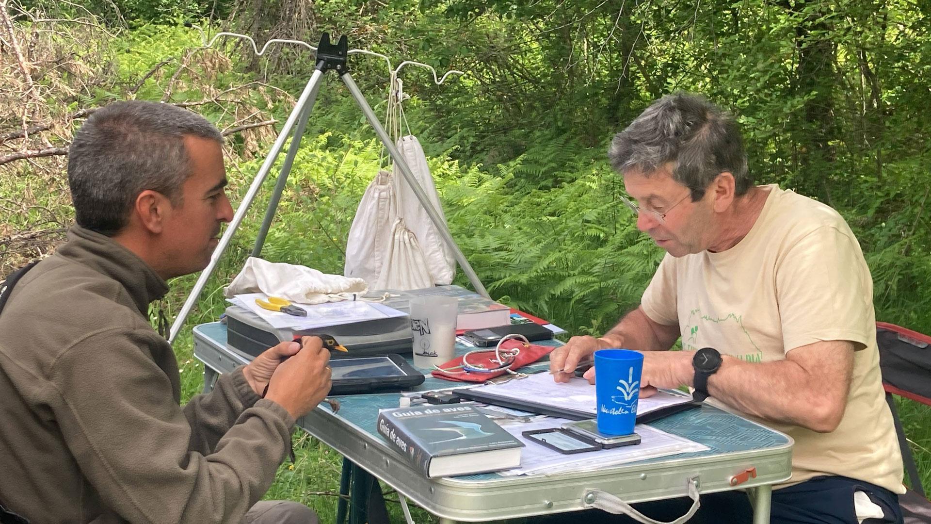 Xabier Esparza, de Aranzadi, y Juan Mari, voluntario, anillando un mirlo en Elía (Valle de Egüés)