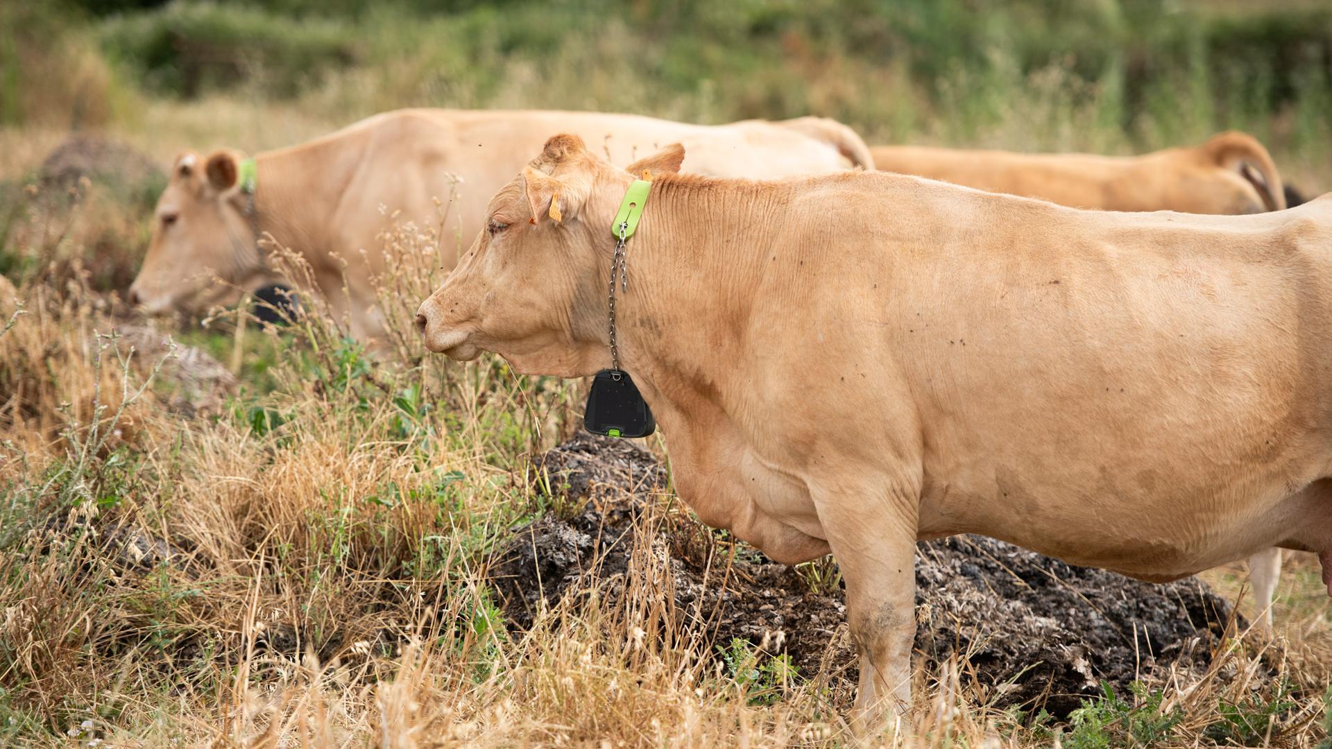 Imagen de varias vacas en el Pirineo