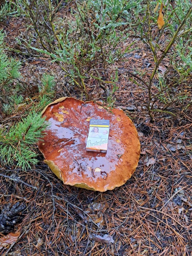 Imagen del boletus pinicola de 3.8 kilogramos