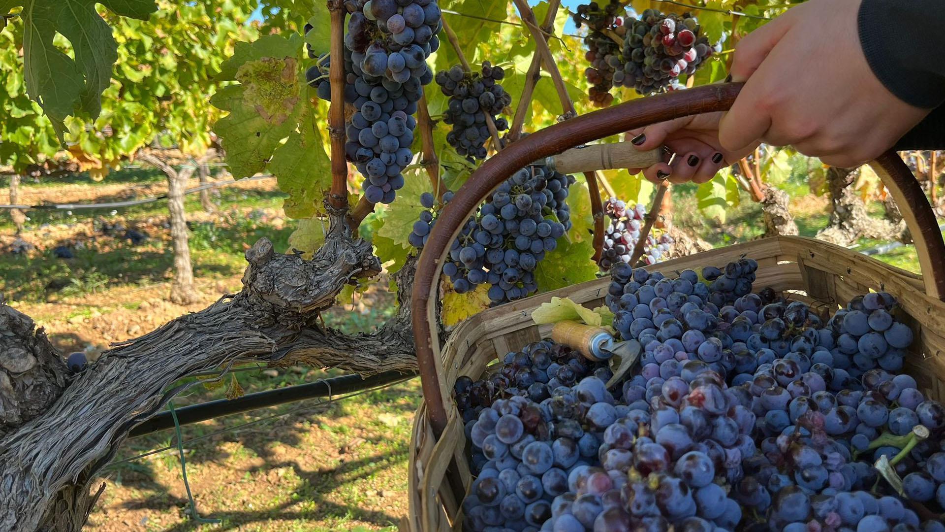 Las bodegas y viticultores de la Denominación de Origen Navarra han recogido 43 millones de kilos de uva