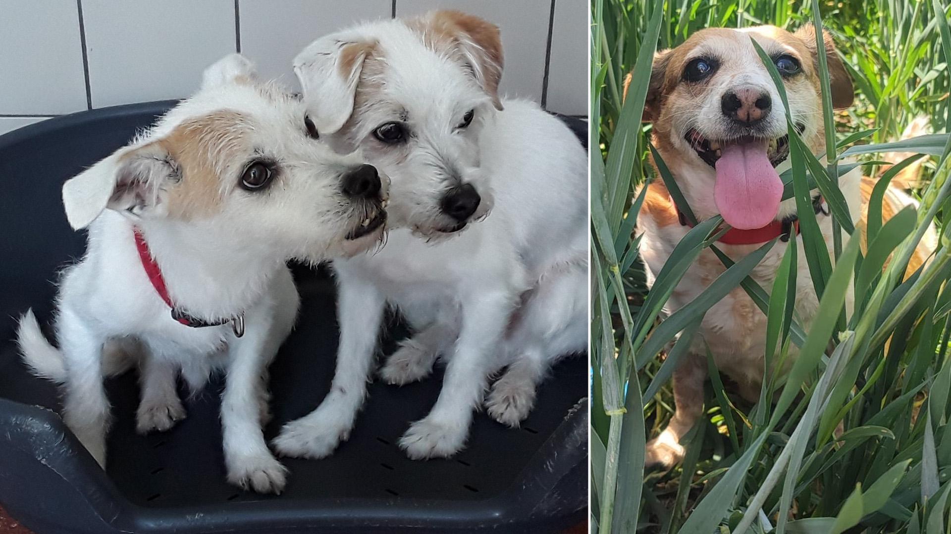 Los hermanos Pablo y Patxi, y la perrita Triky