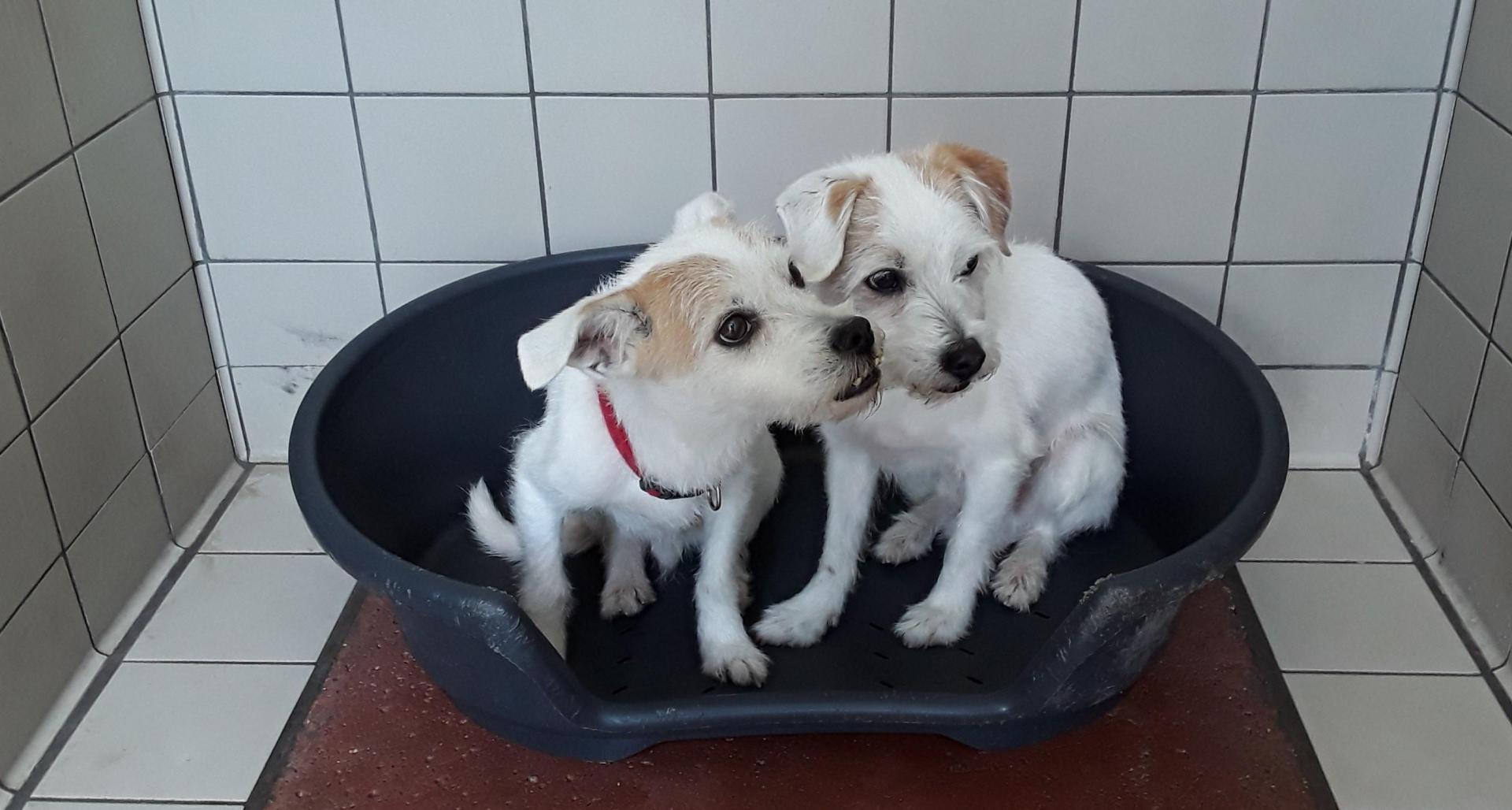 Pablo y Patxi