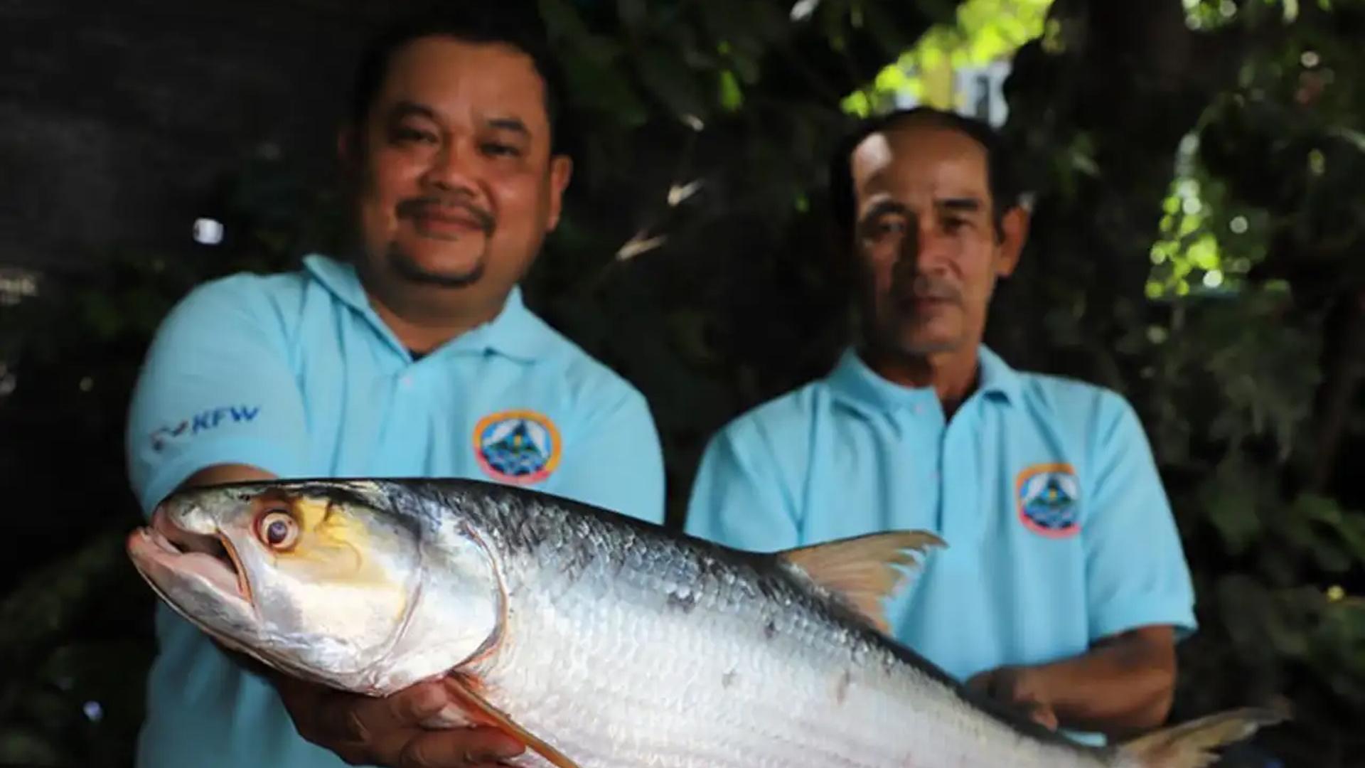 En 2022 se capturó un ejemplar del "pez fantasma del Mekong" por primera vez en casi 20 años, tal y como se muestra en esta fotografía