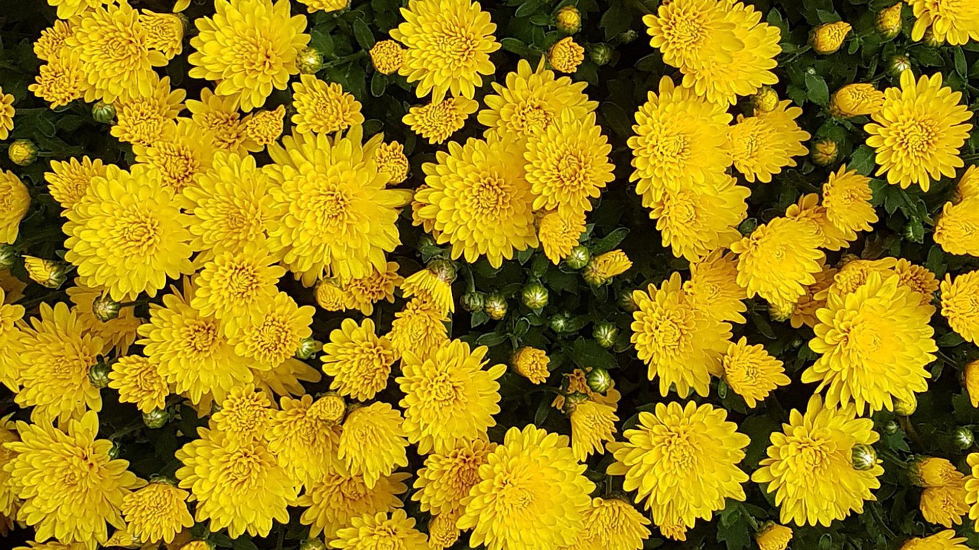 Crisantemo amarillo