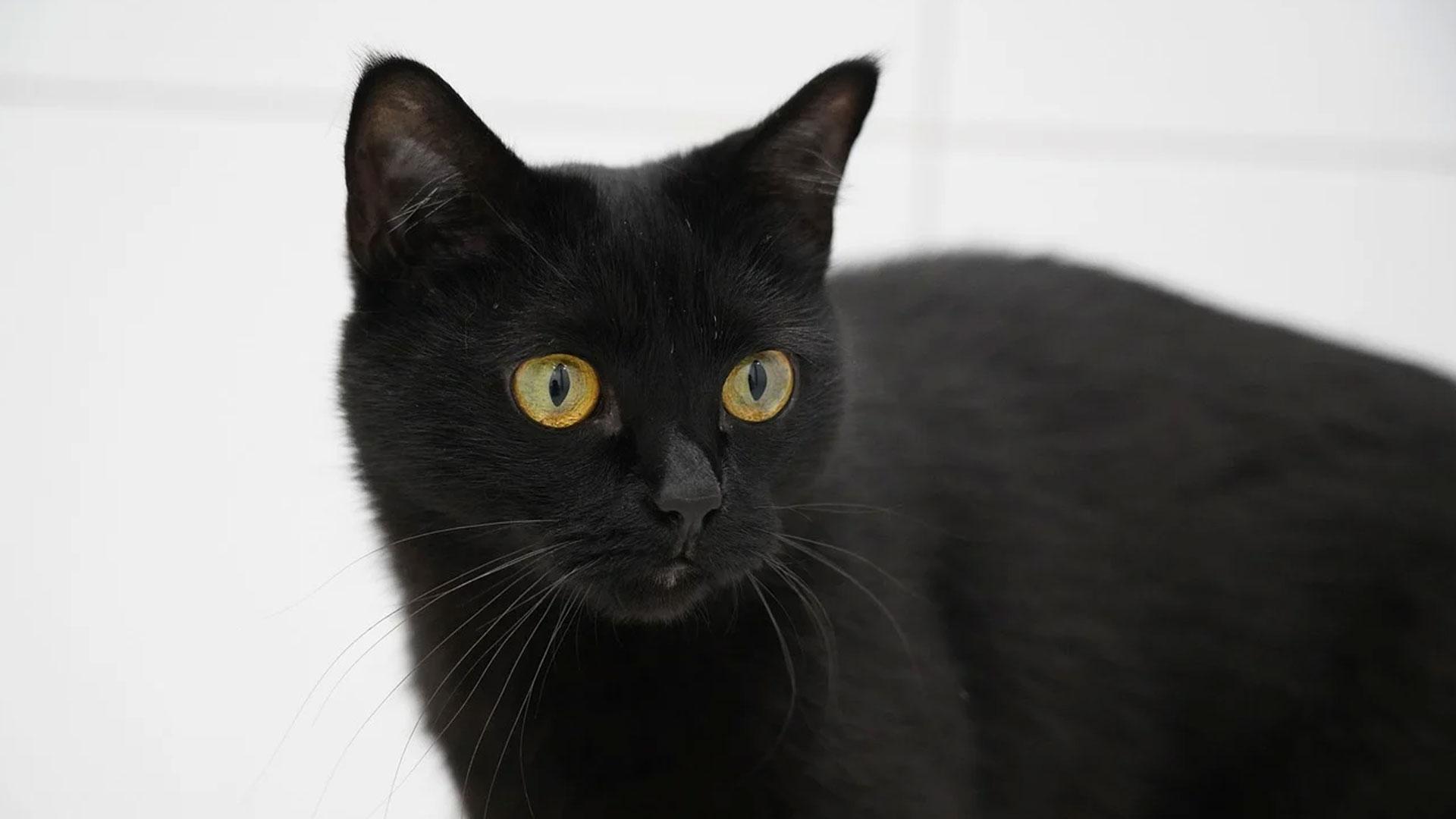 Los carneros, los cabritos, las gallinas, los conejos o los gatos negros son los animales más usados para estos ritos