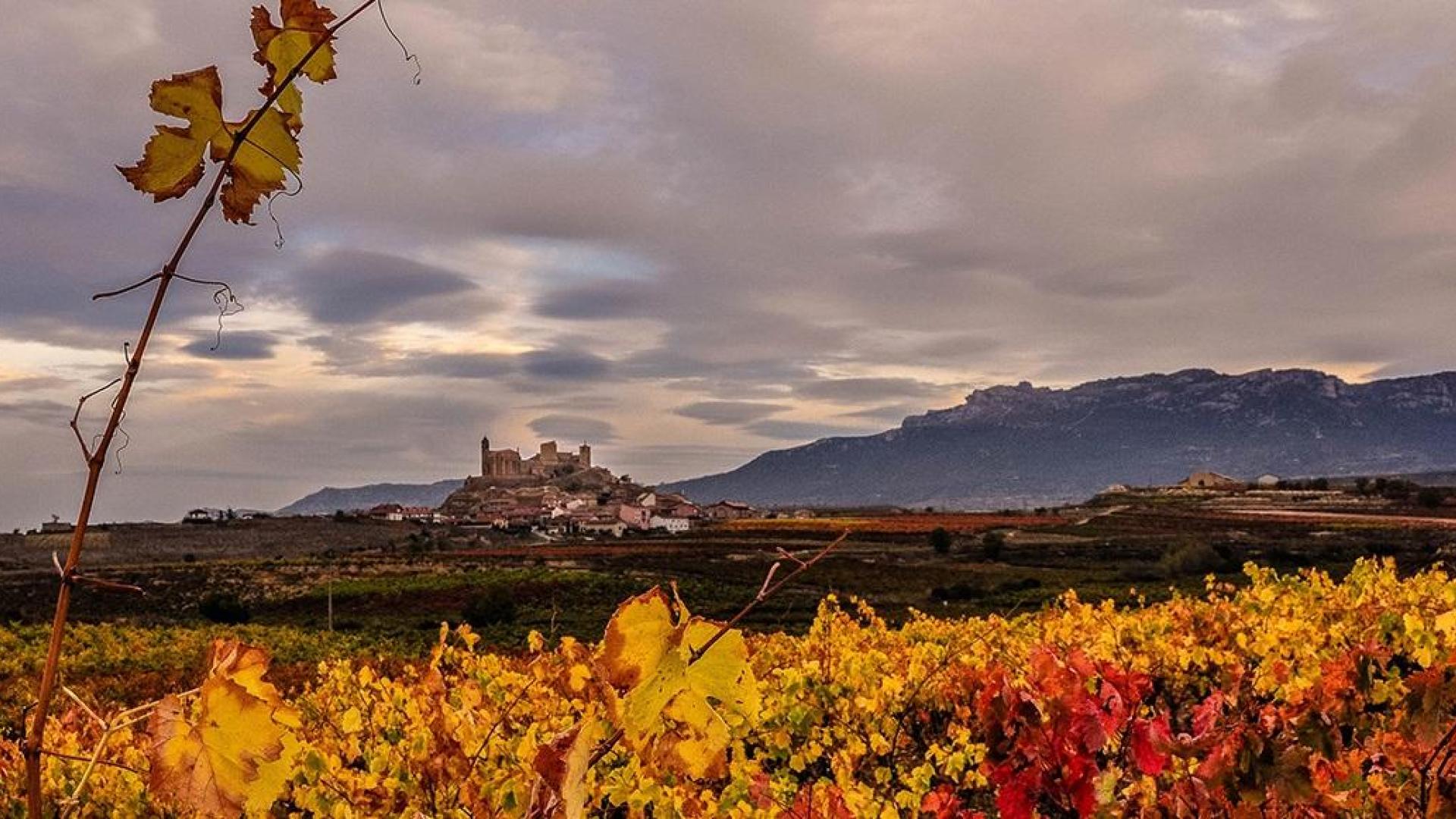 Con cerca de 20 bodegas y 30 km² de viñedos es uno de los municipios con más producción de vino por habitante de La Rioja