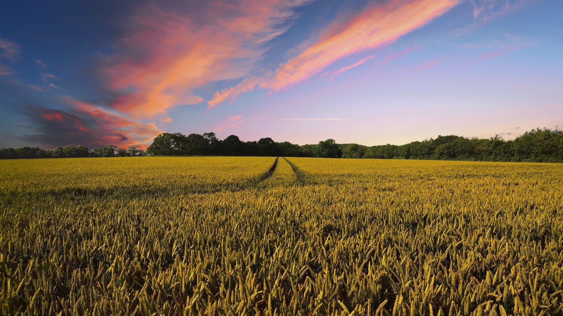 Imagen de archivo de un paisaje de campo de cereal