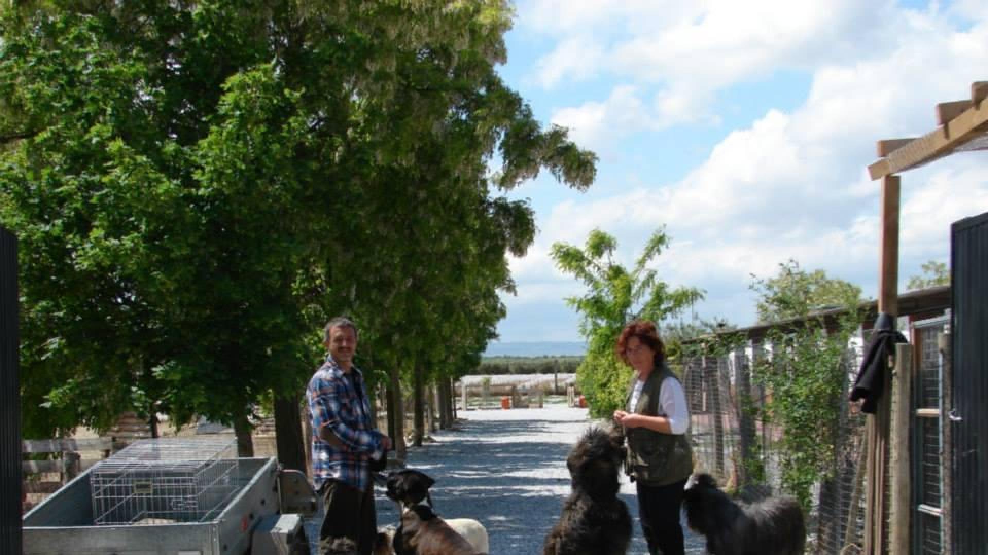 En Riberbox los perros pueden compartir tiempo de ocio con otros