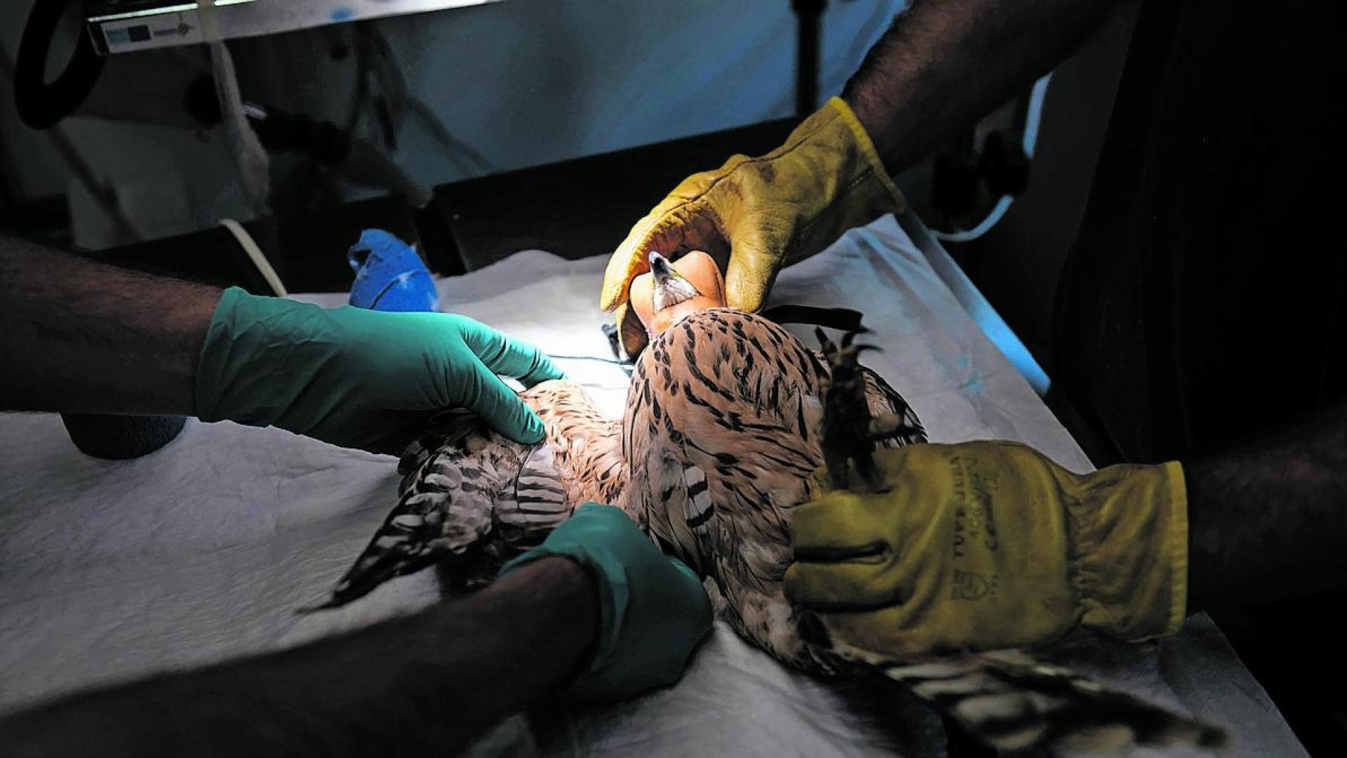 Recuperación de una de las especies atendida en el Centro de la Fauna Silvestre de Ilundain