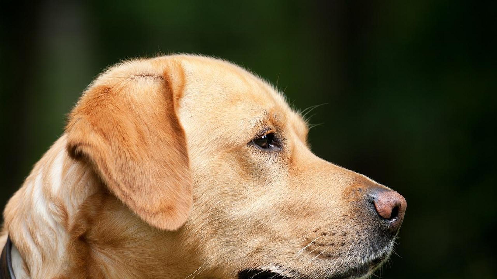 Perro labrador