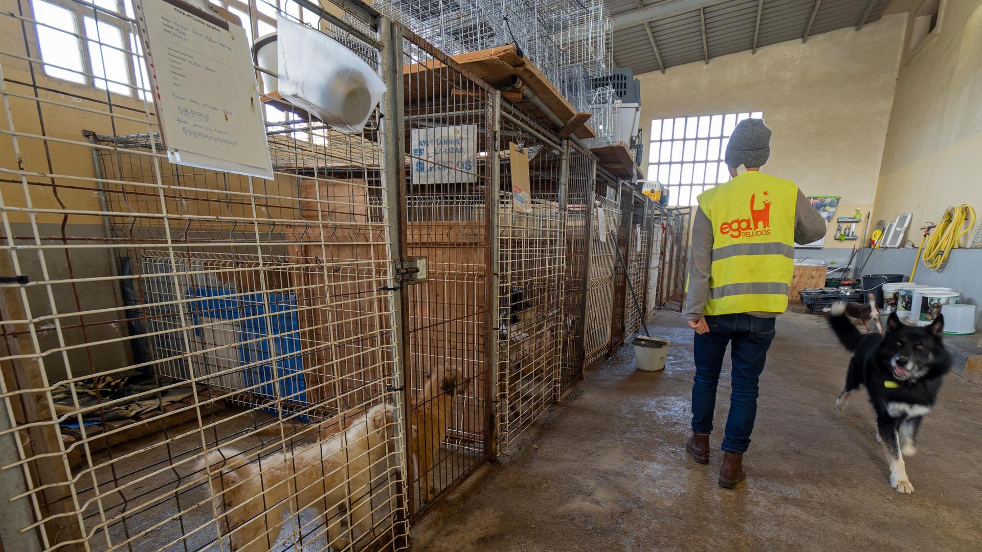 *A:MONTXO A.G.
*F: 2024-02-15
*L: ESTELLA-LIZARRA
*T: INSTALACIONES DE EGAPELUDOS SECCION PERROS EN EL SILO DE MERKATONDOA
*P: