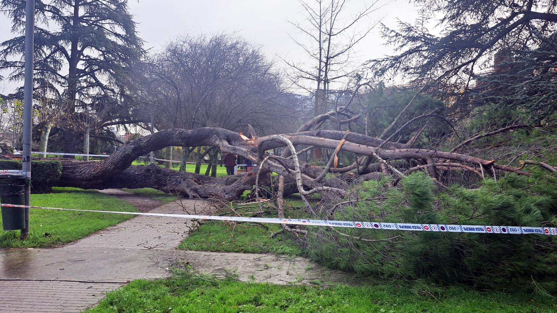 Estado del árbol caído sobre el camino