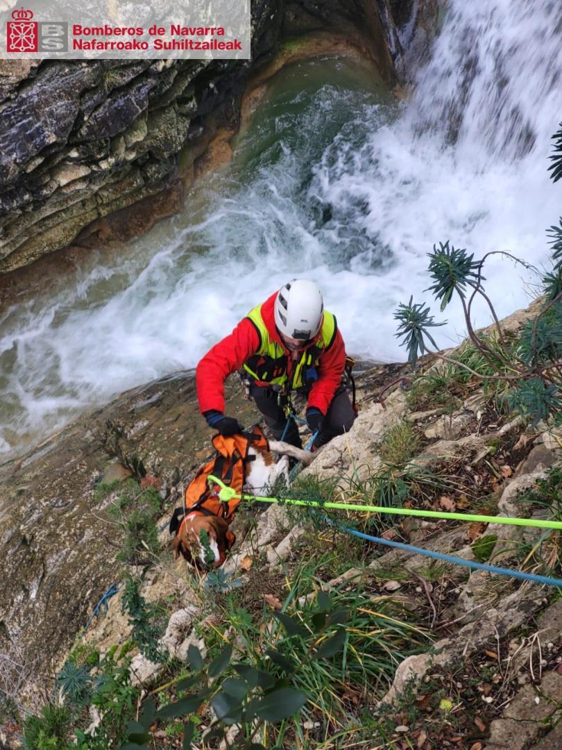 El perro, en el momento del rescate