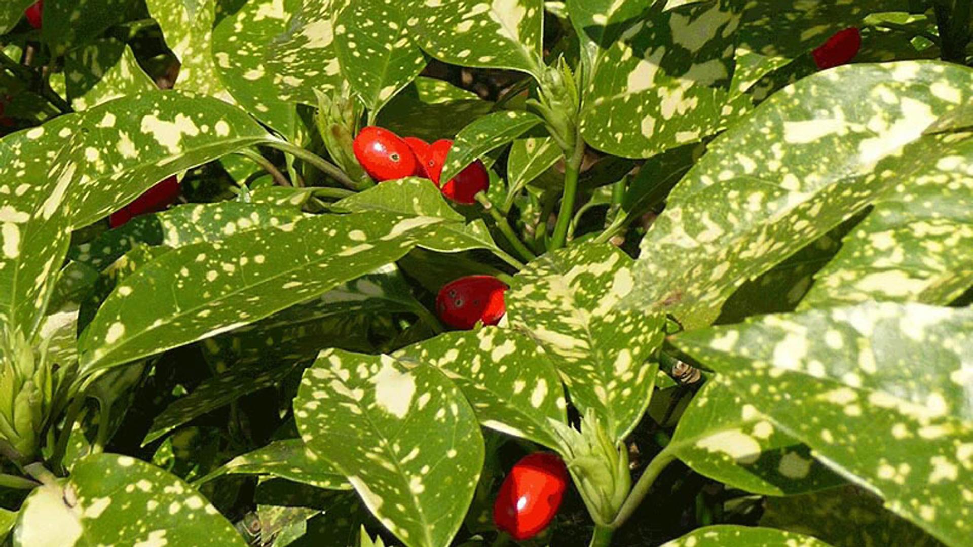 Ejemplar de Aucuba Japonica
