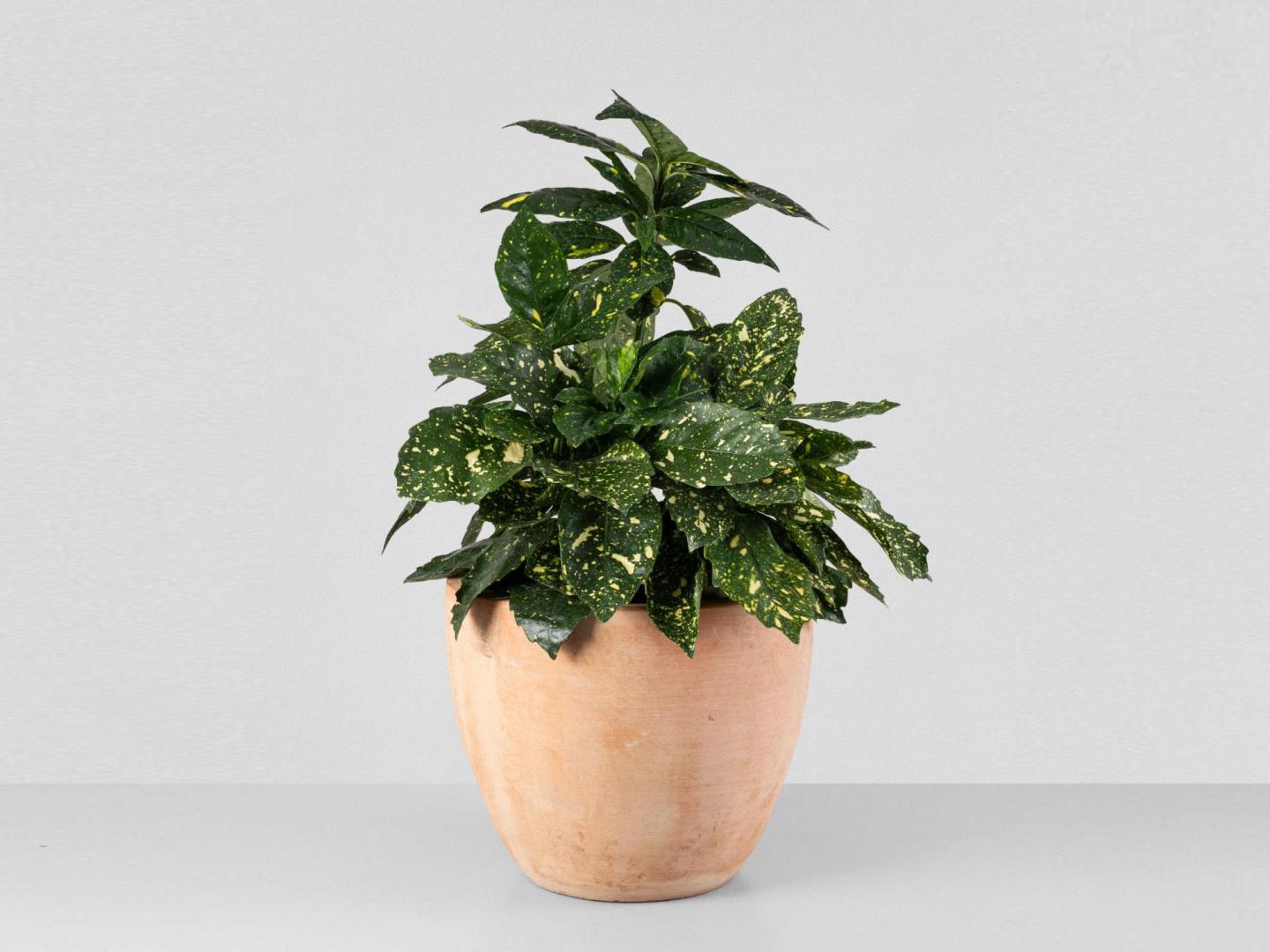 Un ejemplar de la planta en maceta