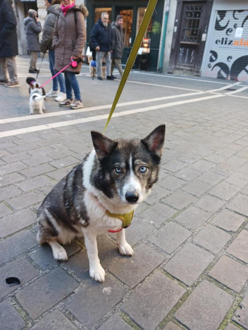 Sora, una de las mascotas que ha sido bendecida