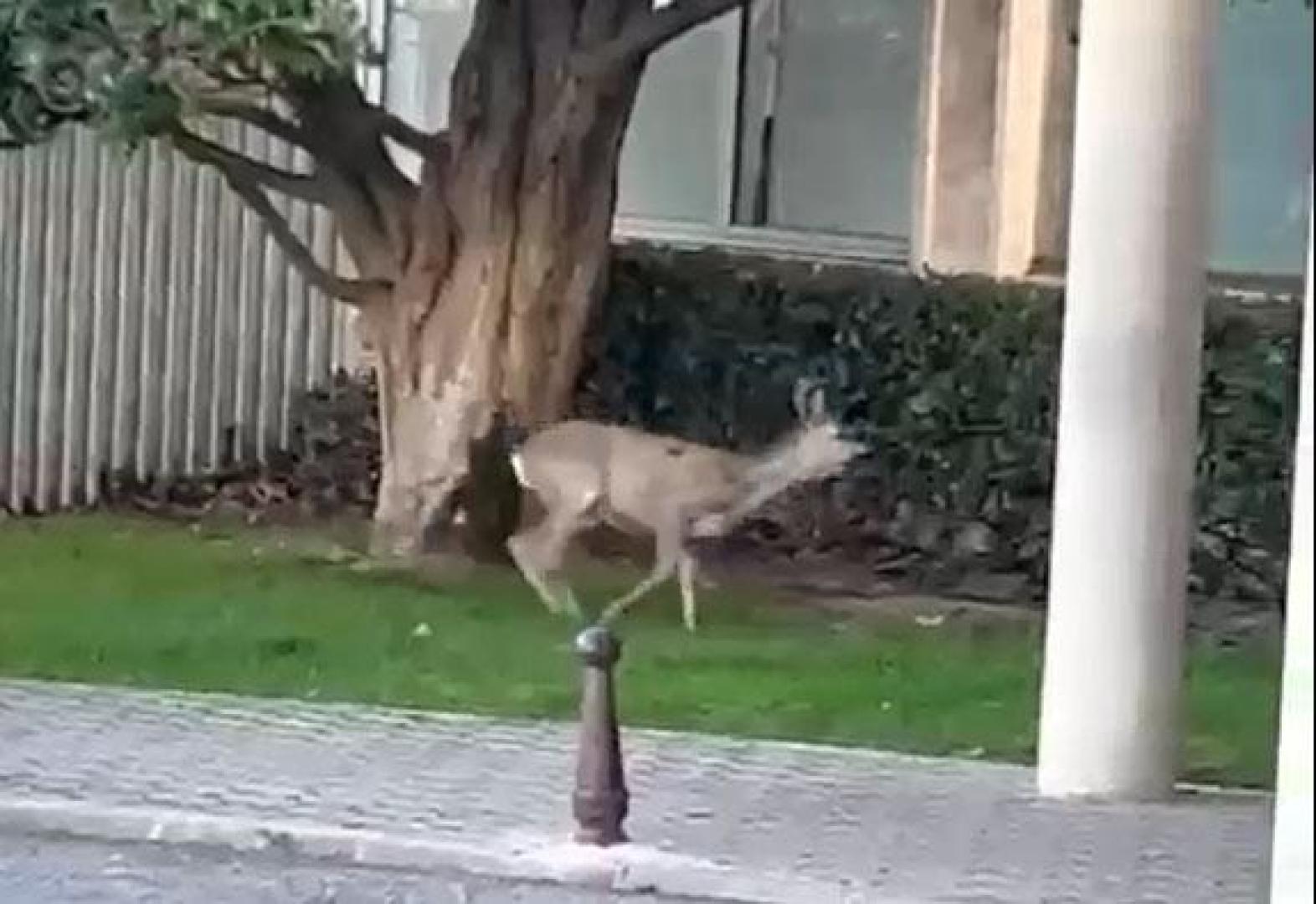 El animal, herido, fue recogido por miembros de Guarderío de Medio Ambiente junto a la Policía Municipal tras huir y refugiarse bajo un coche en la calle Monasterio de Tulebras