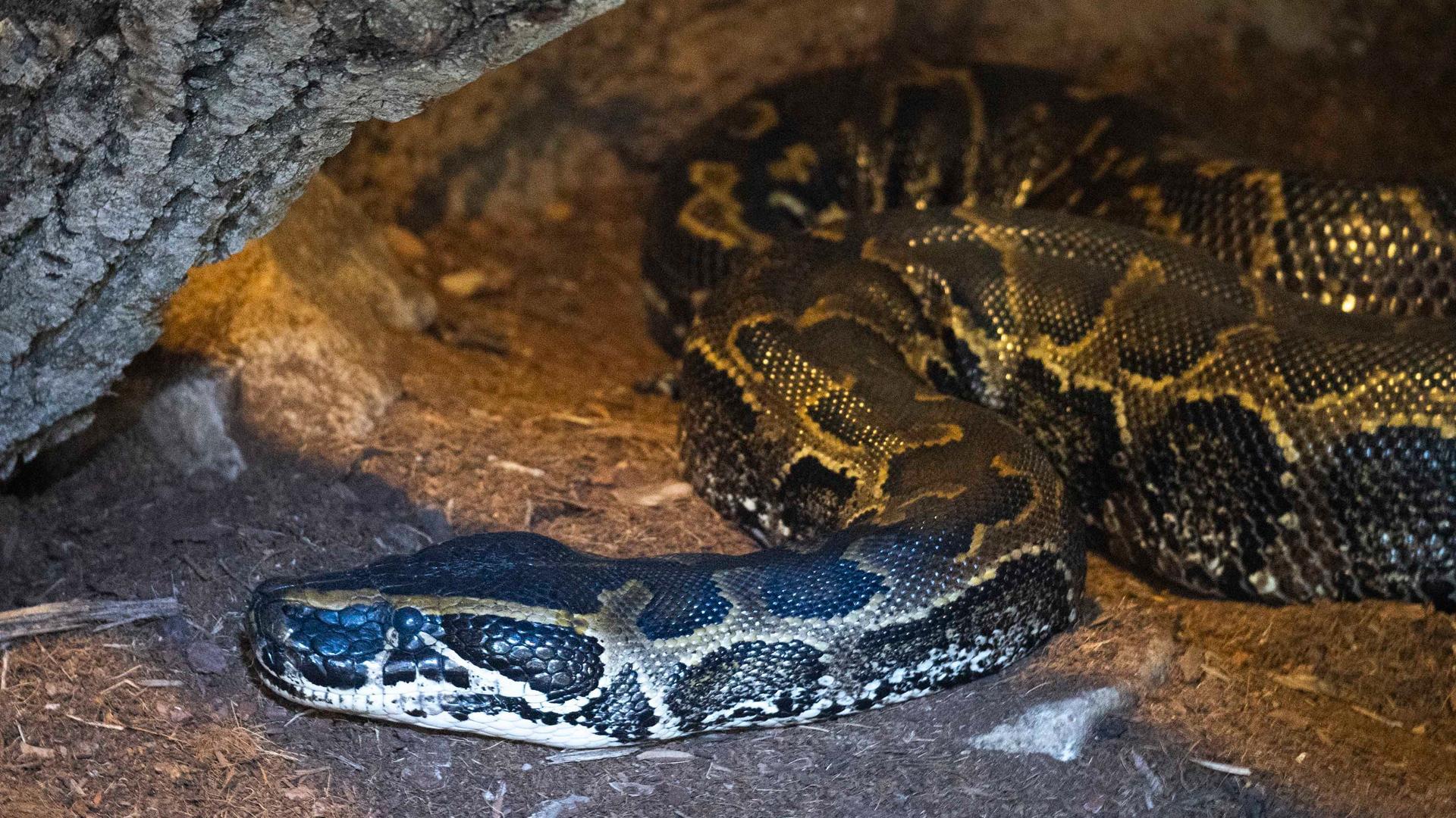 Pitón de Seba (Python sebae)