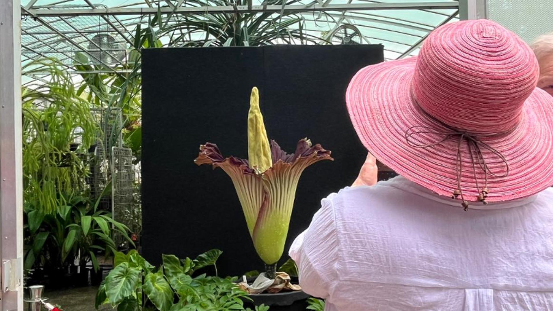 Una mujer fotografía la 'flor cadáver' en el Jardín Botánico Nacional de Australia