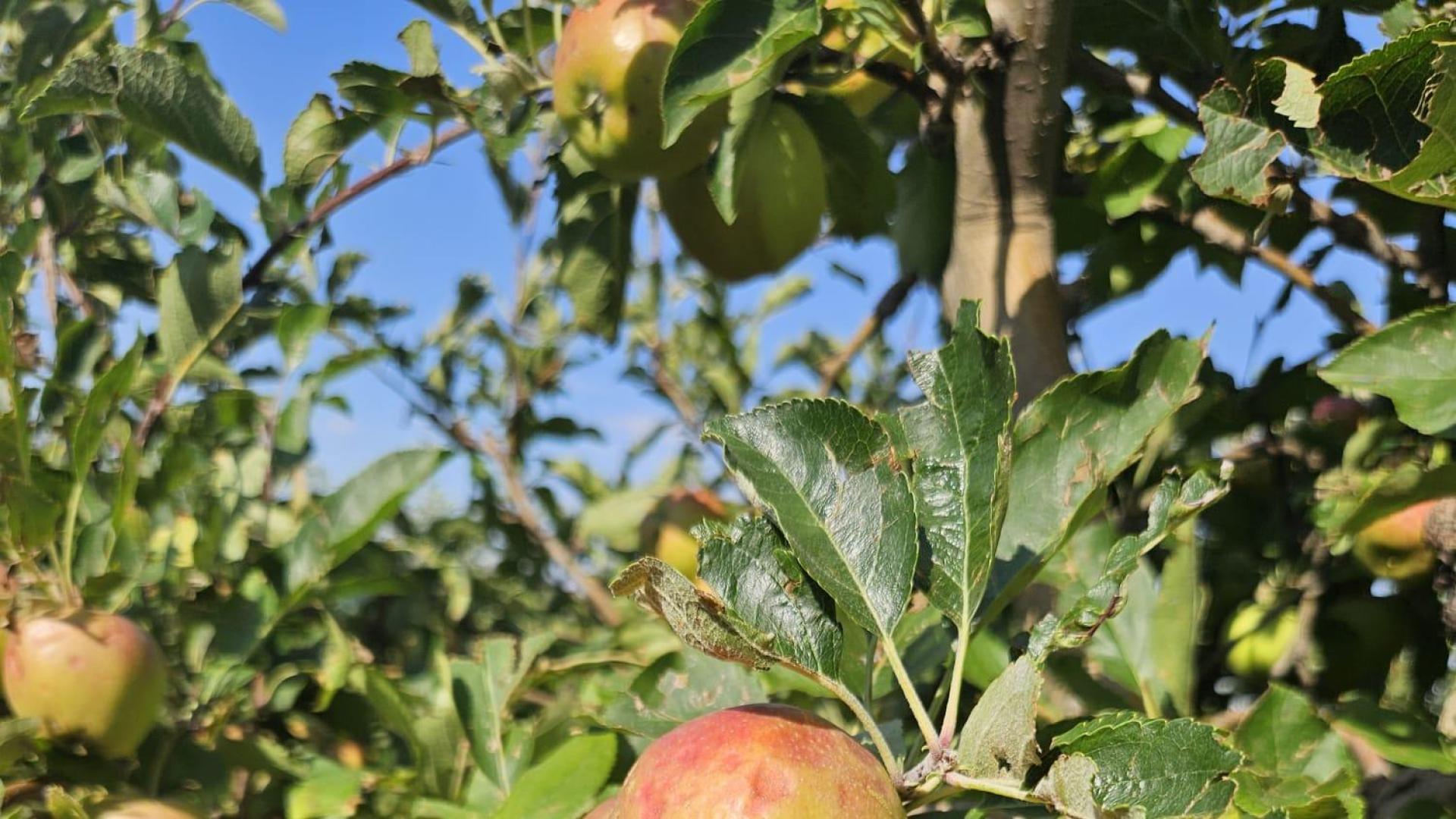 Un racimo de manzanas en un árbol dañadas por el pedrisco